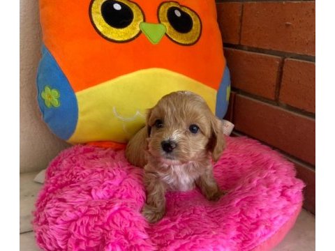 Maltipoo orijinal yavrularım