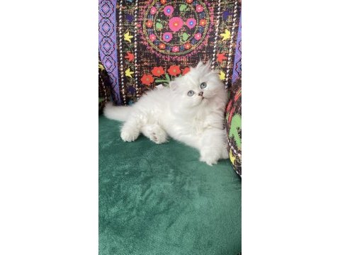 2 aylık biblo gibi yavru british longhair