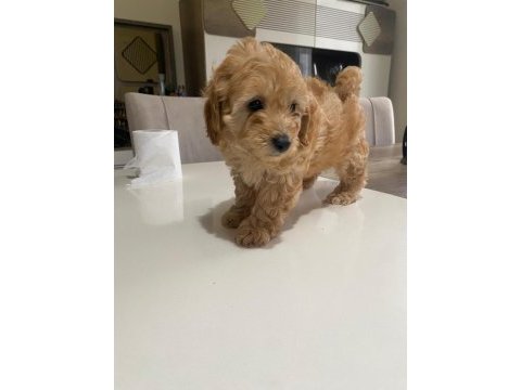 Çok tatlı maltipoo dişi yavrularımız