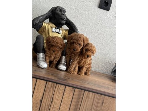 Teacup toy poodle