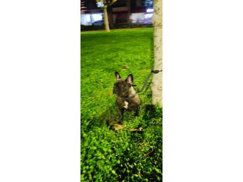 French bulldog akıllı ve sakin