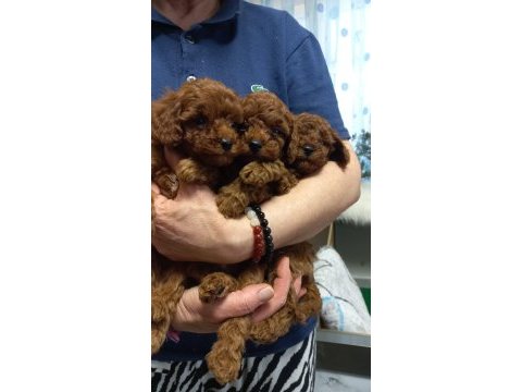 Kore kan toy poodle yavruları