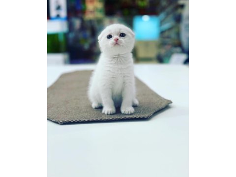 Scottish fold yaruları ankara