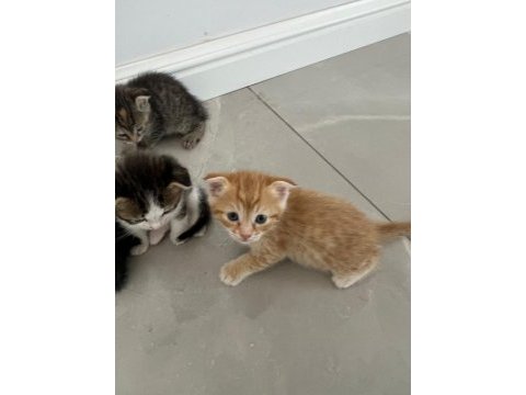 Scottish fold kırması