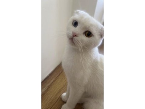 Scottish fold ve van kedisi kırması