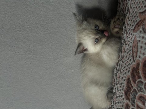 British blue point kedimiz