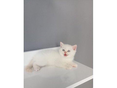 British shorthair red point