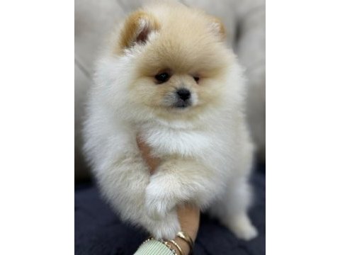 A kalite pomeranian bebekler