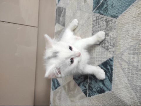 2 aylık 3 erkek yavru british shorthair