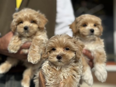 Ankaranın en güzel kore maltipoo yavruları