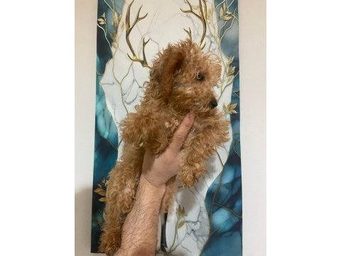 3 aylık toy poodle yavru