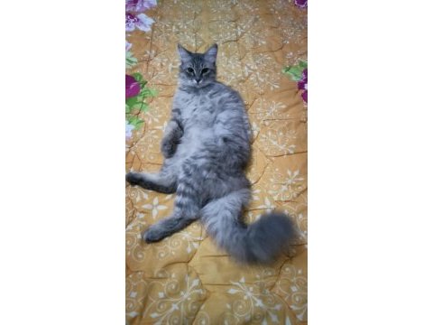 Acil chinchilla sahiplendirme