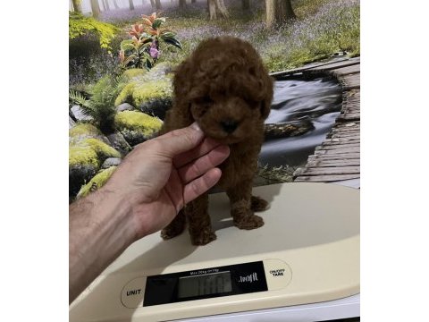 Harika kore poodle yavrusu