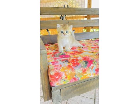 Nyv11 toparlak surat, mavi gözlü british shorthair