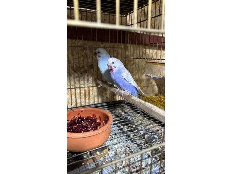 Her bütçeye uygun muhabbet kuşu çiftler