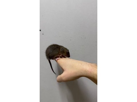 Rat - dumbo rat yavrular ve malzemeleri adrese teslim var