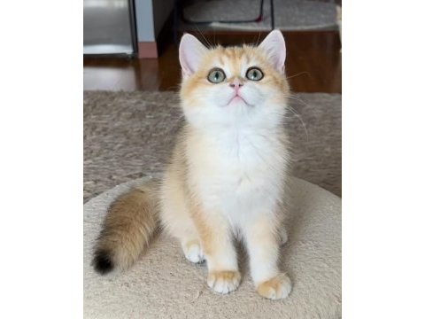 Safkan british shorthair golden dişi erkek