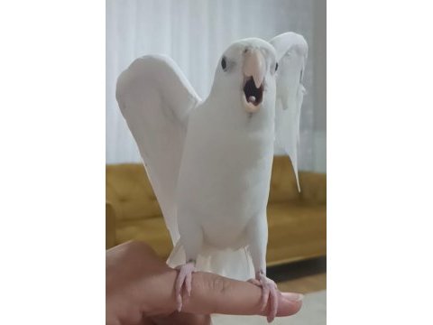 Fanatik fenerbahçeli sultan papağanı