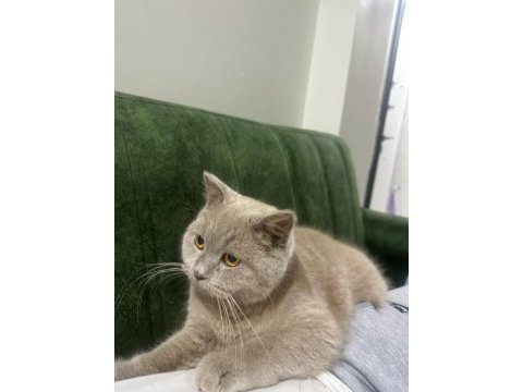 Uysal british shorthair