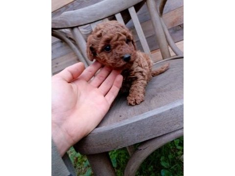 Mükemmel kalitedeki poodle yavrularımız