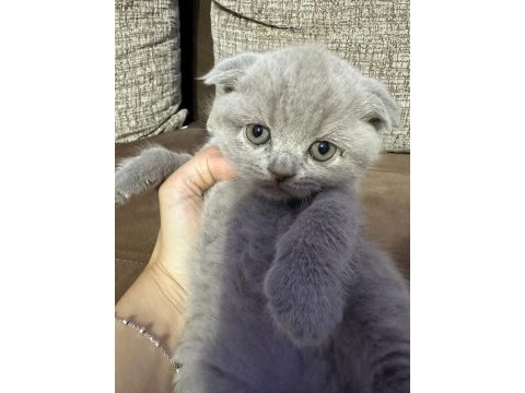 2 aylık yavru scottish fold tuvalet eğitimli