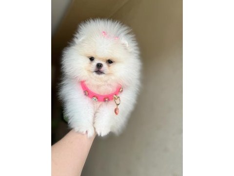 Kore kanlı mini boy dişi pomeranian ayıcık