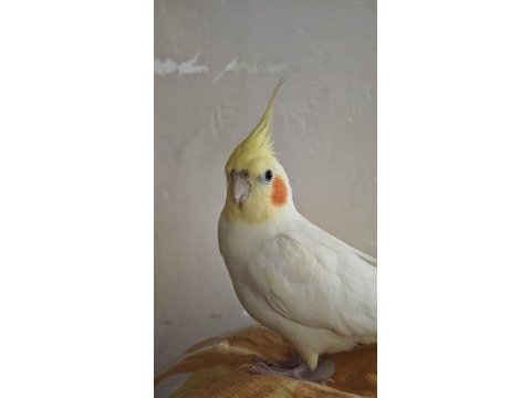 Konuşan sultan papağanı 2 yaşında