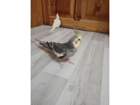 Çift sultan papağanı 2 yaşındalar