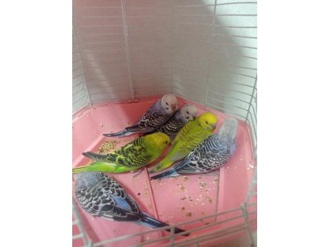 Yavru yem yiyebilen sevimli muhabbet kuşlarımız
