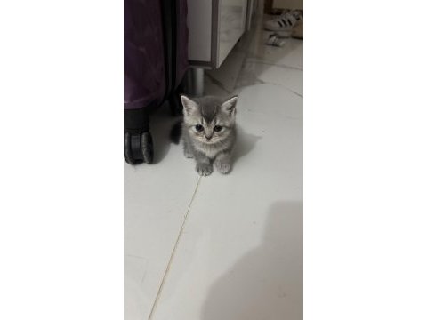 British shorthair yavrular