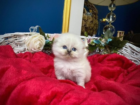 Highland silver scottish fold yavrumuz