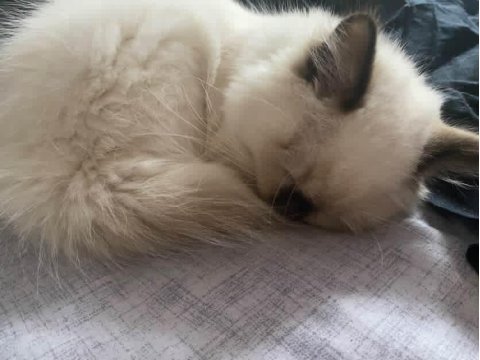 Birman cinsi 8 9 aylık kedimiz