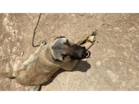 Kangal kırması çevre kontrolü çok iyi