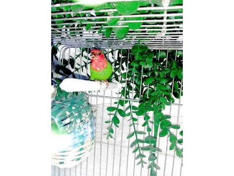 Üç aylık ağır parrot papağan ispinozu yavrusu
