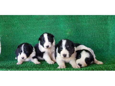 Zeki sağlıklı ve ırk garantili border collie yavruları