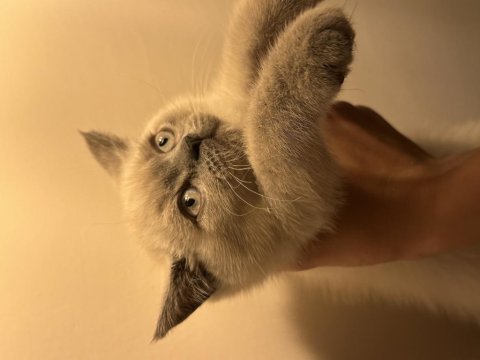Acil son iki bebek british shorthair