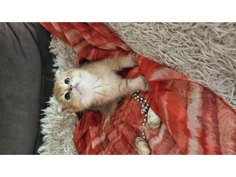 Golden scottish fold erkek bebekler