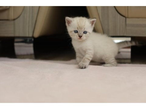 British shorthair ile longhair yavrusu