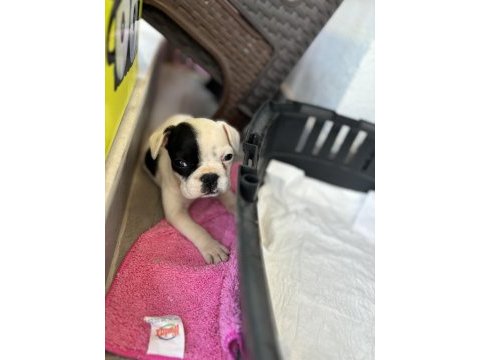 50 günlük yavru ped tuvalet eğitimli french bulldog