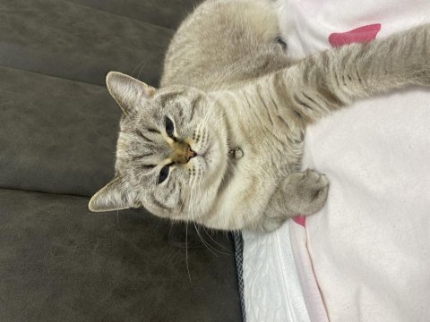Ücretsiz british shorthair 2 yaşında