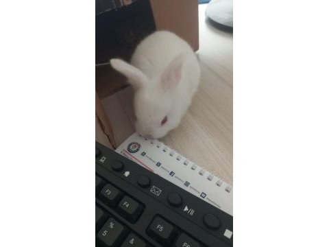 Minik tavşan sahiplendirilecektir