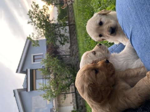 Kür burun bebekler golden retriever