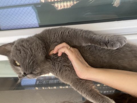 Erkek british shorthair orjinal ırk