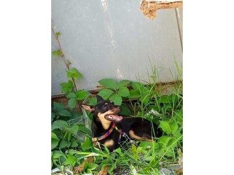 7 aylık dişi pinscher