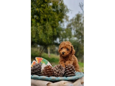 Şecereli dişi ve erkek toy poodle yavrularımız