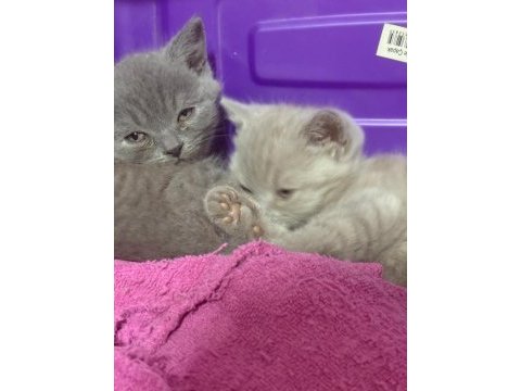 British shorthair yavrularımız yeni ailelerini arıyor