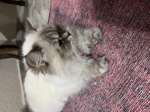 British longhair kedimize yeni yuva arıyoruz