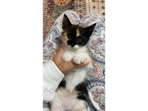 Bebek kedilerimiz yeni yuvalarını arıyor