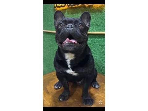 Kaliteli tieger dişi yavru french bulldog