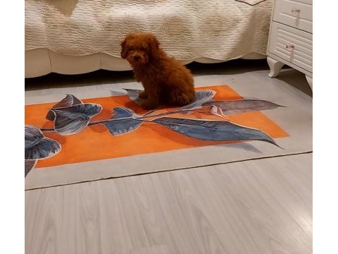Erkek poodle ankara 2 aylık